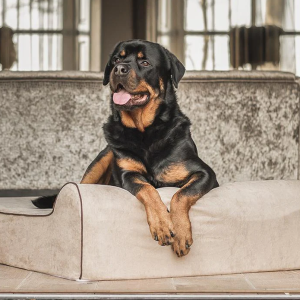 Original Bully Bed Tan